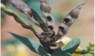 ಜಿಲ್ಲೆಯಲ್ಲಿ ತೊಗರಿ ರೋಗಭಾದೆ: ಬೆಳೆ ರಕ್ಷಣೆ ಕೃಷಿ ಇಲಾಖೆ ಸಲಹೆ 