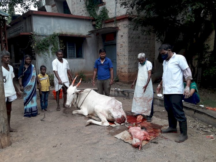 ಮನುಷ್ಯನ ಮುಖ, ಎಂಟು ಕಾಲುಗಳು: ಕೊನೆಗೂ ಬದುಕುಳಿಲಿಲ್ಲ ಕರು..!