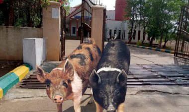 ಬಾಗಲಕೋಟೆಯಲ್ಲಿ ಶುರುವಾಗಿದೆ  ಆಪರೇಷನ್ ಪಿಗ್ 