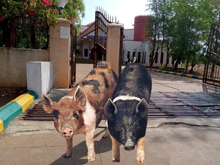 ಬಾಗಲಕೋಟೆಯಲ್ಲಿ ಶುರುವಾಗಿದೆ  ಆಪರೇಷನ್ ಪಿಗ್ 