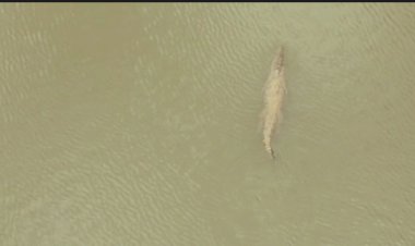 ಮೊಸಳೆ ಸೆರೆ ಹಿಡಿಯಲು ಕಾರ್ಯಾಚರಣೆ ಆರಂಭ..!