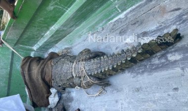 ಕೊನೆಗೆ ಬಲೆಗೆ ಬಿದ್ದ ಮುರನಾಳ ಕೆರೆ ಮೊಸಳೆ..!