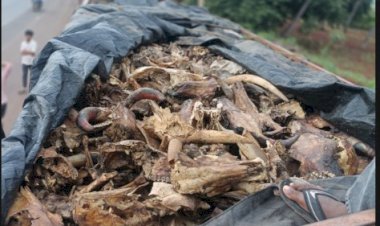 ಟನ್‌ಗಟ್ಟಲೇ ಗೋಮಾಂಸ ಸಾಗಿಸುತ್ತಿದ್ದ ವಾಹನ ಪತ್ತೆ ..!